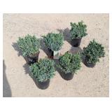 6- Blue Star Juniper