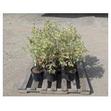 6- Variegated Red Twig Dogwood