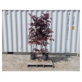 2- Bloodgood Japanese Maple