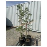 4- Chinese Dogwood