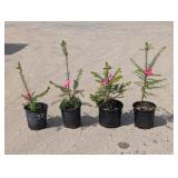4- Douglas Fir