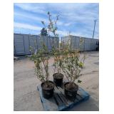 3- Duke Blueberry