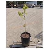 1- Semi Dwarf Yellow Egg Plum