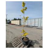 1- Aurora Hybrid Dogwood
