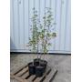 May Nursery Consignment Auction