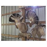Taxidermy Deer & Turkey Mounts