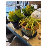 3 Pot Plants & Buddha Statue