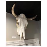 Real Cow Skull