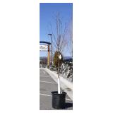 Spring Snow Crabapple Tree Charity Lot
