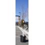 Spring Snow Crabapple Tree Charity Lot