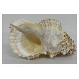Charonia tritonis Conch Shell 8.5"