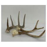 Collection of Montana Whitetail Deer Horns