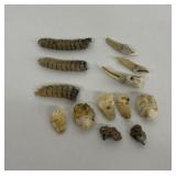 Lot of Montana Elk Teeth and Rattlesnake Rattles