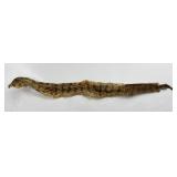 Florida Diamondback Rattlesnake Skin