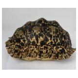 African Leopard Tortoise Shell
