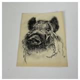 Andrew Warrington Pencil Drawing of a Boar