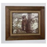 Photo of a Montana Mountain Lion in a Tree