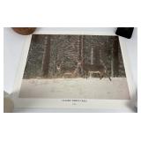 Classic Whitetales Print Ed Wolff
