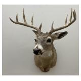 Whitetail Deer Taxidermy Mount killed by Jim Chinn