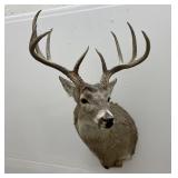 Whitetail Deer Taxidermy Mount killed by Jim Chinn