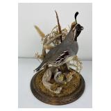 California Quail Taxidermy in Dome