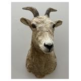 Ewe Big Horn Sheep Killed by Jim Chinn Washington