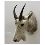 Alaskan Mountain Goat Taxidermy 1950