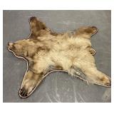 Montana Cinnamon Blonde Taxidermy Black Bear Rug