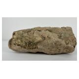 Fossil Oreodont Leptauchenia nitida Skull