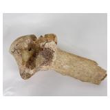 Ancient Montana Buffalo Vertebrae with Arrowhead