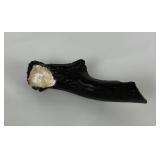 Fossil Whitetail Deer Horn with Crustacean Florida