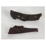 Florida Fossil Whitetail Antler and Jaw