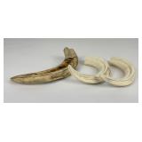Lot of 3 African Warthog Tusks Shot by Gene