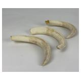 Lot of 3 African Warthog Tusks Shot by Gene