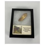 Fossil Russian Mountain Cave Bear Tooth