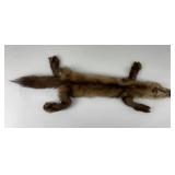 Very Nice Montana Taxidermy Pine Marten