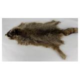 Montana Taxidermy Raccoon Pelt