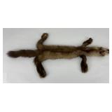 Very Nice Montana Taxidermy Pine Marten