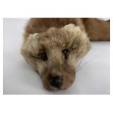 Very Nice Montana Taxidermy Pine Marten