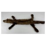 Very Nice Montana Taxidermy Pine Marten