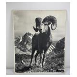 Danny On Montana Bighorn Sheep Glacier Photo