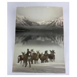 RE Marble Deer Glacier Park Montana Photo