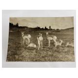 Herman Schnitzmeyer Montana Antelope Photo