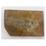 Green River Formation Fish Fossil