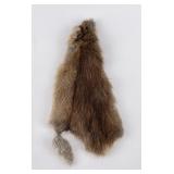 Montana Muskrat Taxidermy Fur Pelt Hide