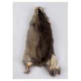Montana Muskrat Taxidermy Fur Pelt Hide