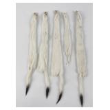 Lot of 5 Wild Tanned Taxidermy Ermine