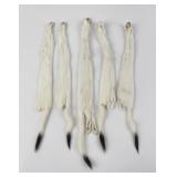 Lot of 5 Wild Tanned Taxidermy Ermine