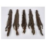 Lot of 5 Wild Tanned Taxidermy Squirrel
