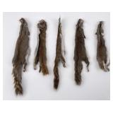 Lot of 5 Wild Tanned Taxidermy Squirrel